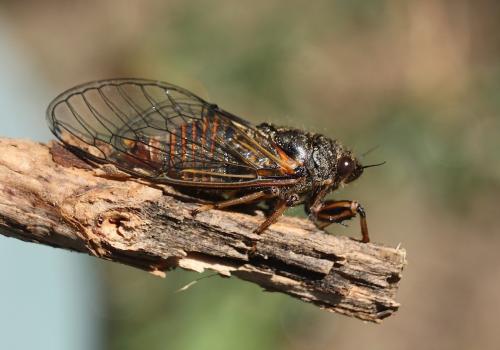Réf. 187 812 : Cicadetta montana